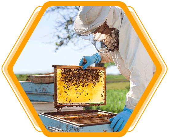 Turnkey Solution for Beekeepers