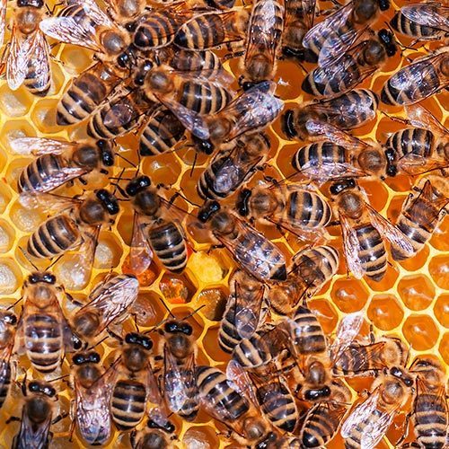 Bee Multiplication