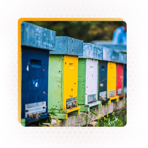 beekeeping training