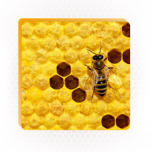 Bee Multiplication