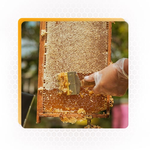 Natural honey suppliers
