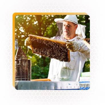 Apiary honey